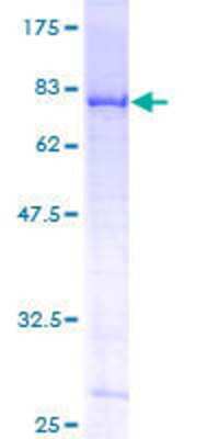 SDS-PAGE: Recombinant Human DDX6 GST (N-Term) Protein [H00001656-P01]