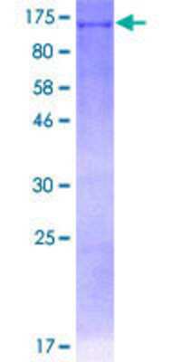 SDS-PAGE: Recombinant Human DDX11 GST (N-Term) Protein [H00001663-P01]