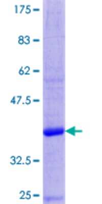 SDS-PAGE: Recombinant Human Defensin alpha 3 GST (N-Term) Protein [H00001668-P01]