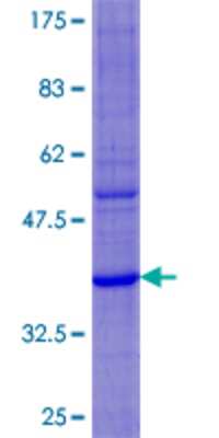 SDS-PAGE: Recombinant Human DEFA6 GST (N-Term) Protein [H00001671-P01]