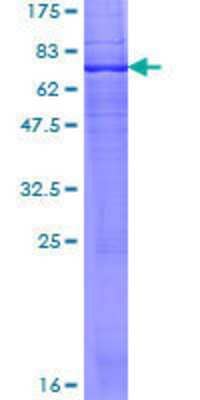 SDS-PAGE: Recombinant Human DHCR7 GST (N-Term) Protein [H00001717-P01]