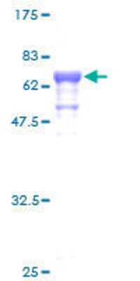 SDS-PAGE: Recombinant Human Septin-1 GST (N-Term) Protein [H00001731-P01]