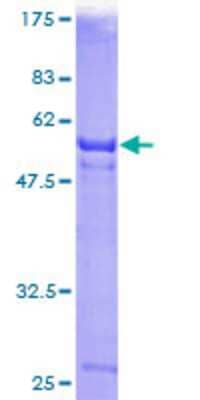 SDS-PAGE: Recombinant Human Deoxyribonuclease I like 1 GST (N-Term) Protein [H00001774-P01]