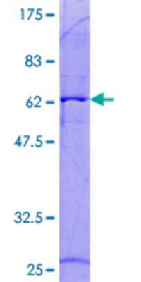 SDS-PAGE: Recombinant Human DNASE1L3 GST (N-Term) Protein [H00001776-P01]