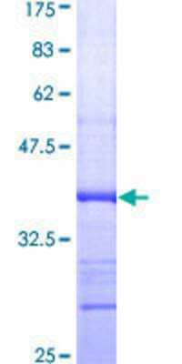 SDS-PAGE: Recombinant Human DNASE1L3 GST (N-Term) Protein [H00001776-Q01]