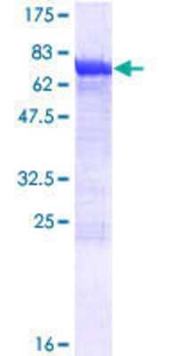 SDS-PAGE: Recombinant Human DYNC1LI2 GST (N-Term) Protein [H00001783-P01]