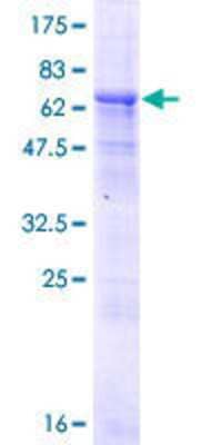 SDS-PAGE: Recombinant Human DXO GST (N-Term) Protein [H00001797-P01]