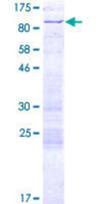 SDS-PAGE: Recombinant Human DRIL1 GST (N-Term) Protein [H00001820-P01]