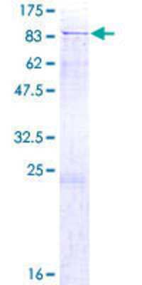 SDS-PAGE: Recombinant Human DTX1 GST (N-Term) Protein [H00001840-P01]