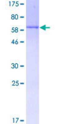 SDS-PAGE: Recombinant Human DUSP4 GST (N-Term) Protein [H00001846-P01]