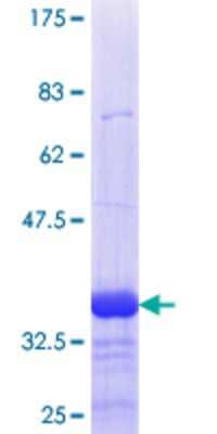 SDS-PAGE: Recombinant Human DUSP5 GST (N-Term) Protein [H00001847-Q01]