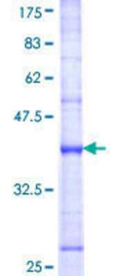 SDS-PAGE: Recombinant Human DUSP8 GST (N-Term) Protein [H00001850-Q01]