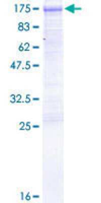 SDS-PAGE: Recombinant Human Dishevelled-3 GST (N-Term) Protein [H00001857-P01]