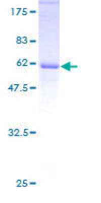 SDS-PAGE: Recombinant Human E2F6 GST (N-Term) Protein [H00001876-P01]