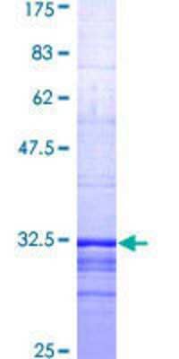 SDS-PAGE: Recombinant Human S1P1/EDG-1 GST (N-Term) Protein [H00001901-Q01]