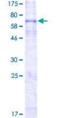 SDS-PAGE: Recombinant Human EDNRB/Endothelin R Type B GST (N-Term) Protein [H00001910-P01]