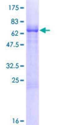 SDS-PAGE: Recombinant Human HDC2/PHC2 GST (N-Term) Protein [H00001912-P01]