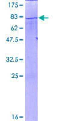 SDS-PAGE: Recombinant Human EEF1A2 GST (N-Term) Protein [H00001917-P01]