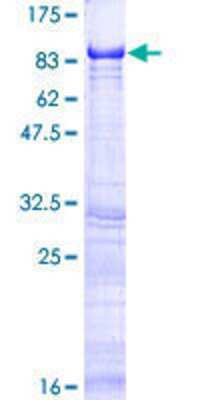 SDS-PAGE: Recombinant Human LGTN GST (N-Term) Protein [H00001939-P01]