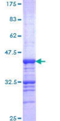 SDS-PAGE: Recombinant Human CELSR2 GST (N-Term) Protein [H00001952-Q01]