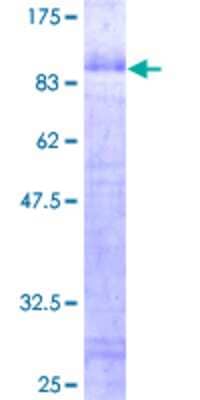 SDS-PAGE: Recombinant Human EGR2 GST (N-Term) Protein [H00001959-P01]