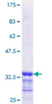 SDS-PAGE: Recombinant Human EGR2 GST (N-Term) Protein [H00001959-Q01]