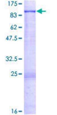 SDS-PAGE: Recombinant Human EHHADH GST (N-Term) Protein [H00001962-P01]