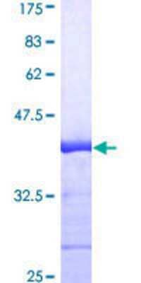 SDS-PAGE: Recombinant Human HuR/ELAVL1 GST (N-Term) Protein [H00001994-Q01]