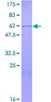 SDS-PAGE: Recombinant Human HuC GST (N-Term) Protein [H00001995-P01]