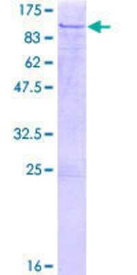 SDS-PAGE: Recombinant Human ELF2 GST (N-Term) Protein [H00001998-P01]