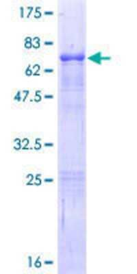 SDS-PAGE: Recombinant Human ELF3/ESE-1 GST (N-Term) Protein [H00001999-P01]