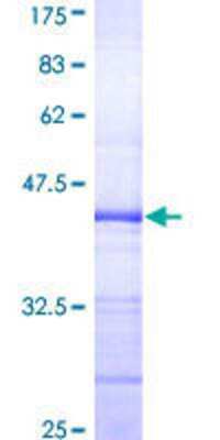 SDS-PAGE: Recombinant Human ELF3/ESE-1 GST (N-Term) Protein [H00001999-Q01]