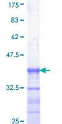 SDS-PAGE: Recombinant Human Elk-1 GST (N-Term) Protein [H00002002-Q01]