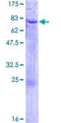 SDS-PAGE: Recombinant Human ELK3 GST (N-Term) Protein [H00002004-P01]