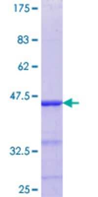 SDS-PAGE: Recombinant Human ELK4 GST (N-Term) Protein [H00002005-Q01]