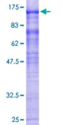 SDS-PAGE: Recombinant Human EML1 GST (N-Term) Protein [H00002009-P01]