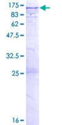 SDS-PAGE: Recombinant Human EML1 GST (N-Term) Protein [H00002009-P02]