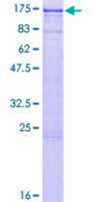 SDS-PAGE: Recombinant Human EPB41 GST (N-Term) Protein [H00002035-P02]