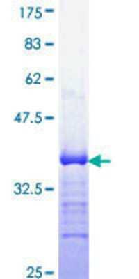 SDS-PAGE: Recombinant Human ERG GST (N-Term) Protein [H00002078-Q01]