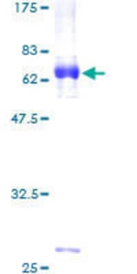 SDS-PAGE: Recombinant Human ER beta/NR3A2 GST (N-Term) Protein [H00002100-P01]