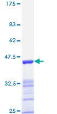 SDS-PAGE: Recombinant Human ER beta/NR3A2 GST (N-Term) Protein [H00002100-Q01]