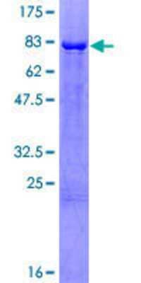 SDS-PAGE: Recombinant Human ERR gamma/NR3B3 GST (N-Term) Protein [H00002104-P02]