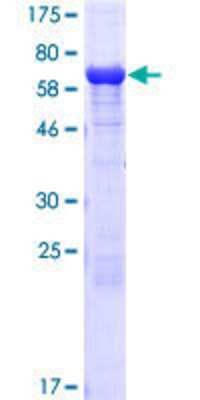 SDS-PAGE: Recombinant Human eRF1 GST (N-Term) Protein [H00002107-P01]