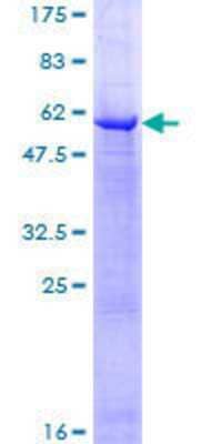 SDS-PAGE: Recombinant Human ETFA GST (N-Term) Protein [H00002108-P02]