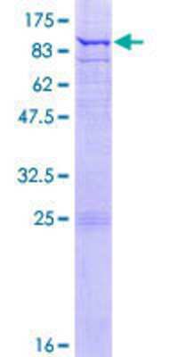 SDS-PAGE: Recombinant Human ETFDH GST (N-Term) Protein [H00002110-P01]