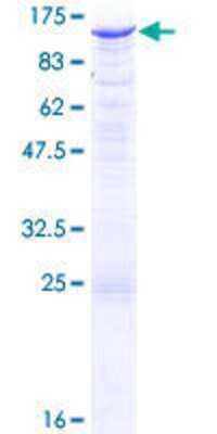 SDS-PAGE: Recombinant Human Exostosin-like 3/EXTL3 GST (N-Term) Protein [H00002137-P01]