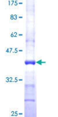 SDS-PAGE: Recombinant Human FAAH GST (N-Term) Protein [H00002166-Q01]