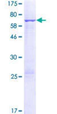 SDS-PAGE: Recombinant Human FANCF GST (N-Term) Protein [H00002188-P01]