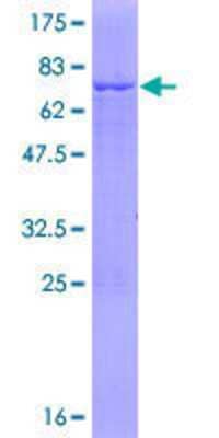 SDS-PAGE: Recombinant Human FDPS GST (N-Term) Protein [H00002224-P01]