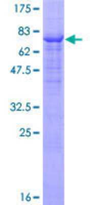 SDS-PAGE: Recombinant Human Fgr GST (N-Term) Protein [H00002268-P01]